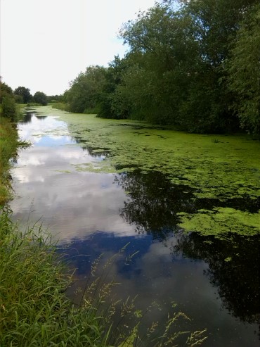 Duckweed -  An unwelcome canal guest