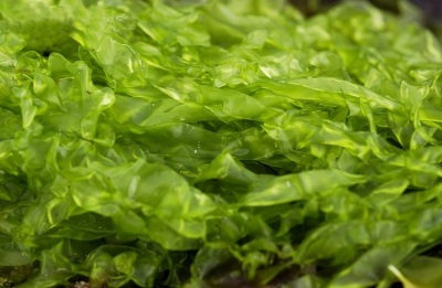 Could seaweed have value as a commercial foodstuff of the future?